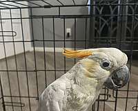 cockatoo-sulpher-crested-cockatoo-for-sale-in-bakersfield-ca