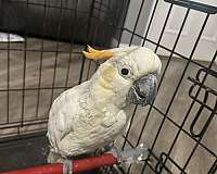 cockatoo-for-sale-in-bakersfield-ca