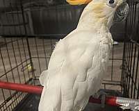 cockatoo-sulpher-crested-cockatoo-bird-for-sale