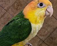 white-bellied-caique-for-sale-in-georgia