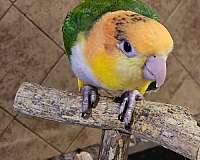 white-bellied-caique-for-sale