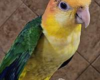 caique-for-sale-in-georgia