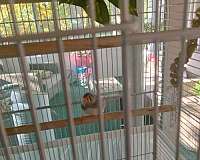 young-zebra-finch-for-sale