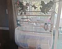 female-bird-for-sale