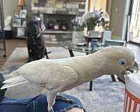 adult-goffin-cockatoo-for-sale