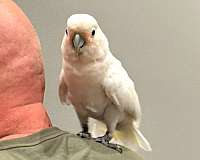 cockatoo-goffin-cockatoo-for-sale