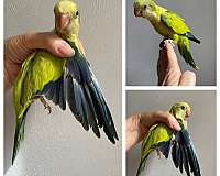 quaker-parrots-for-sale