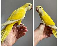 quaker-parrots-for-sale