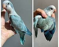 young-quaker-parrots-for-sale