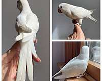 albino-quaker-parrots-for-sale