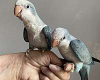 quaker-parrots-for-sale