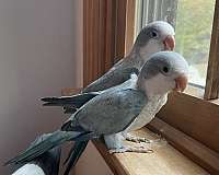 young-quaker-parrots-for-sale