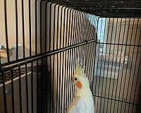 bird-for-sale-in-carencro-la