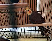 cockatiel-for-sale-in-carencro-la