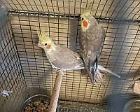 adult-cockatiel-for-sale