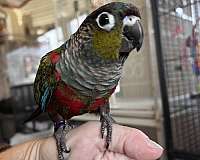 conure-for-sale