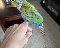 blue-conure-for-sale