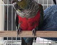 fancy-bird-for-sale-in-davenport-fl