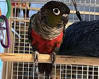 conure-for-sale