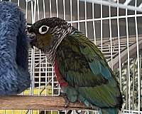 black-conure-for-sale