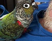 blue-conure-for-sale