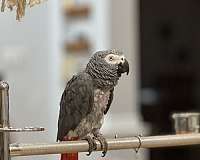 african-grey-parrot-for-sale