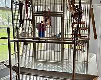 grey-african-grey-parrot-for-sale