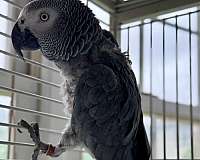 medium-bird-for-sale