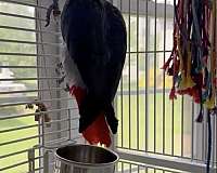 medium-grey-bird-for-sale