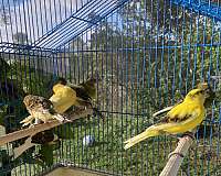 yellow-canary-american-singer-canary-for-sale