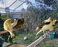 mixed-canary-american-singer-canary-for-sale