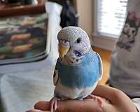 blue-budgerigar-parakeet-for-sale