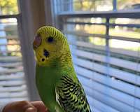 blue-budgerigar-parakeet-for-sale