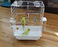 green-budgerigar-parakeet-for-sale