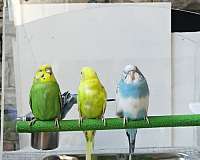 white-budgerigar-parakeet-for-sale