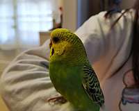 budgerigar-parakeet-for-sale