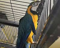 macaw-for-sale