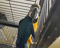 macaw-for-sale-in-louisville-ky