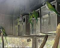 green-parakeet-for-sale