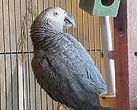 congo-african-grey-parrot-for-sale-in-rocky-ridge-md