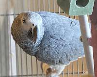 male-bird-for-sale-in-rocky-ridge-md