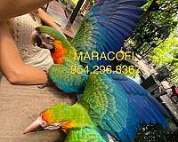 hybrid-macaw-for-sale