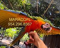 baby-hybrid-macaw-for-sale