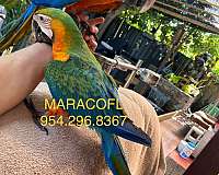 macaw-for-sale