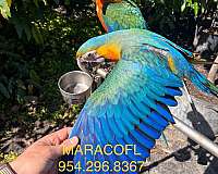 large-bird-for-sale