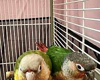 cute-bird-for-sale-in-glendale-heights-il