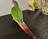 handfed-bird-for-sale-in-glendale-heights-il