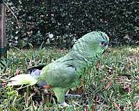 amazon-parrot-for-sale