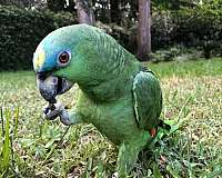 parrot-for-sale