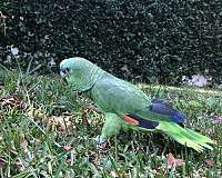 young-amazon-parrot-for-sale